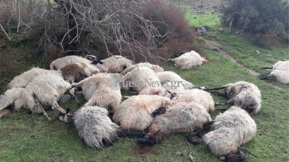 Απίστευτο: Σκοτώθηκε κοπάδι προβάτων στα Χανιά από κεραυνό! Αποκαρδιωτικές εικόνες